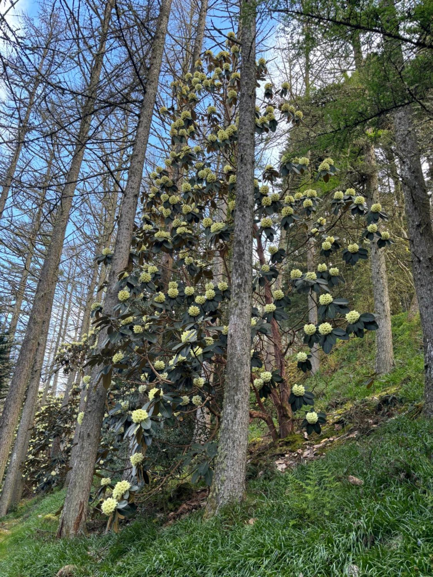 North Lodge Kilmun المظهر الخارجي الصورة
