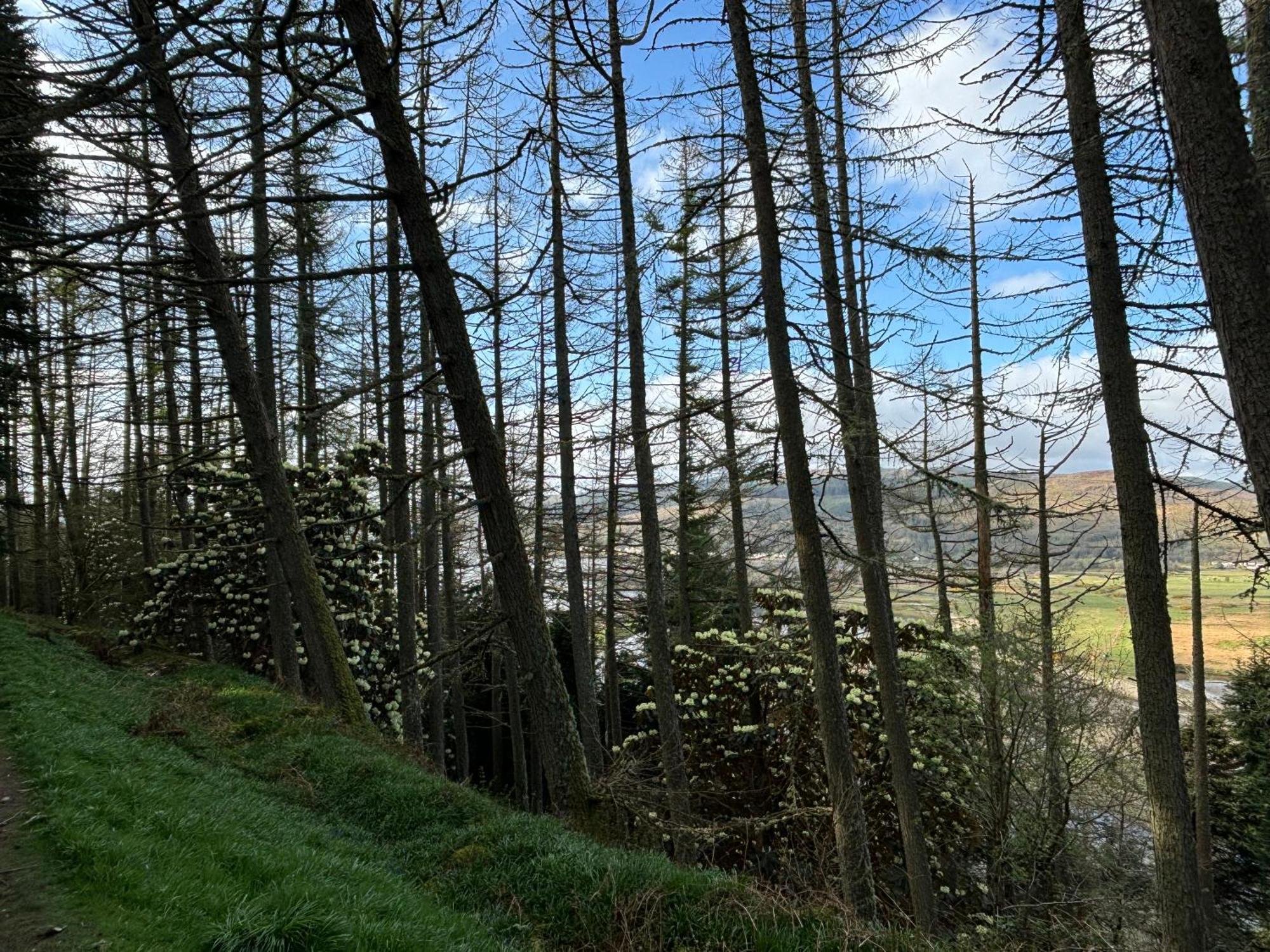 North Lodge Kilmun المظهر الخارجي الصورة